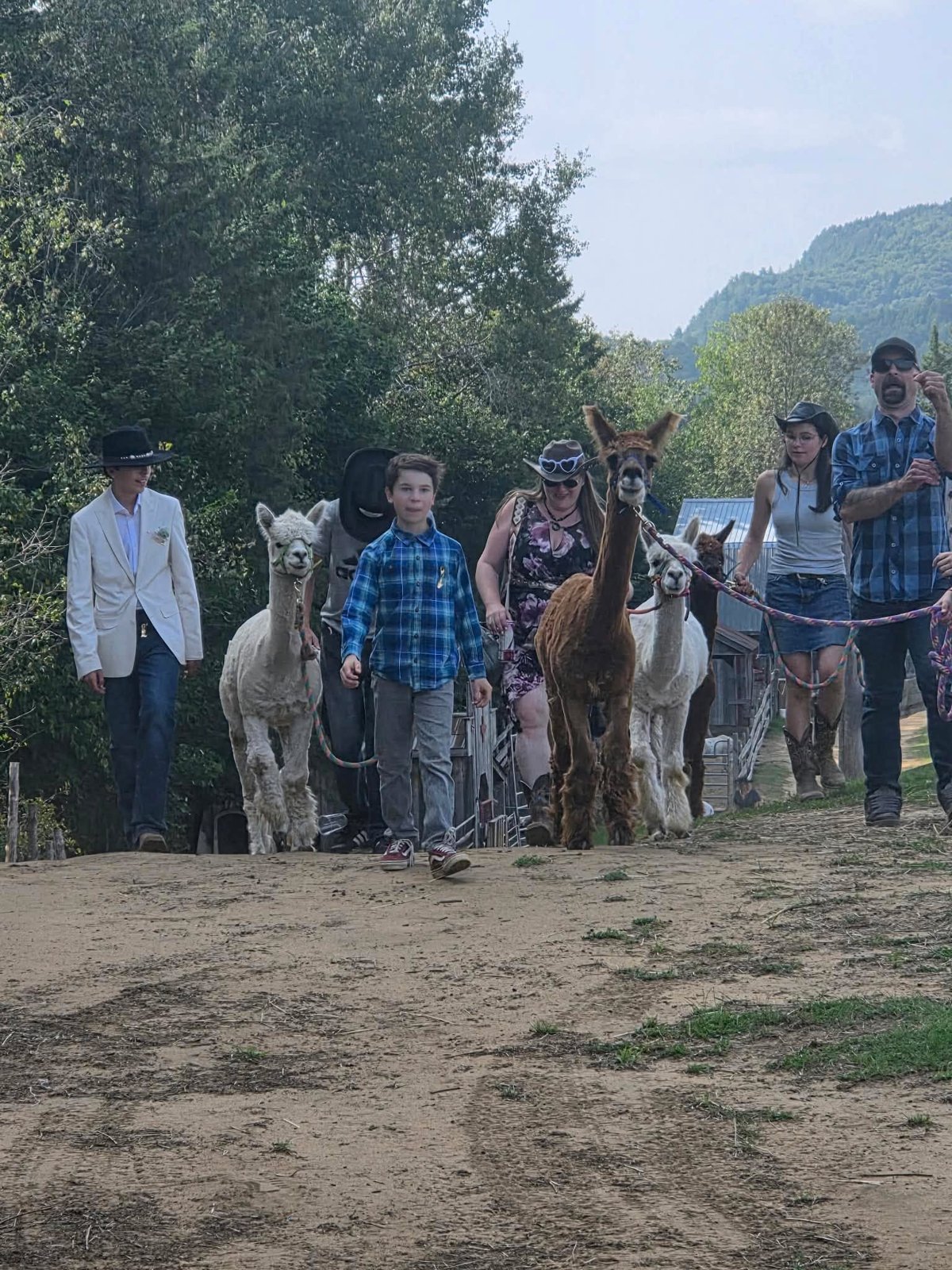 Un groupe promène des alpagas en laisse sur le chemin du refuge