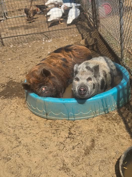 Arthur, Choco et Kounie, les trois cochons sauvés à Pâques