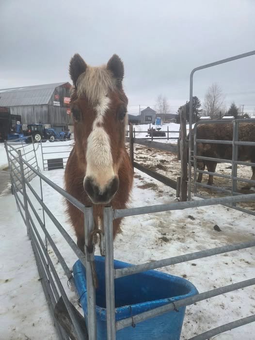 Fox, le vieux cheval du refuge