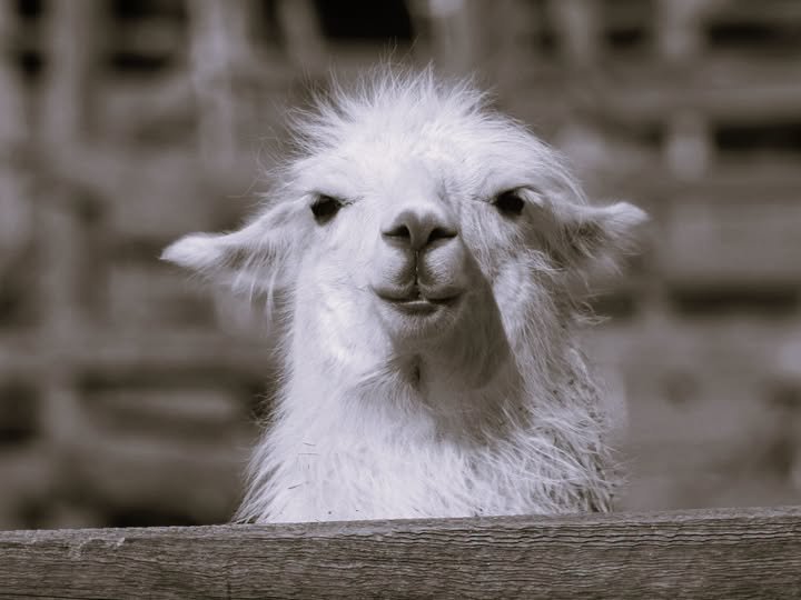 Gino le lama