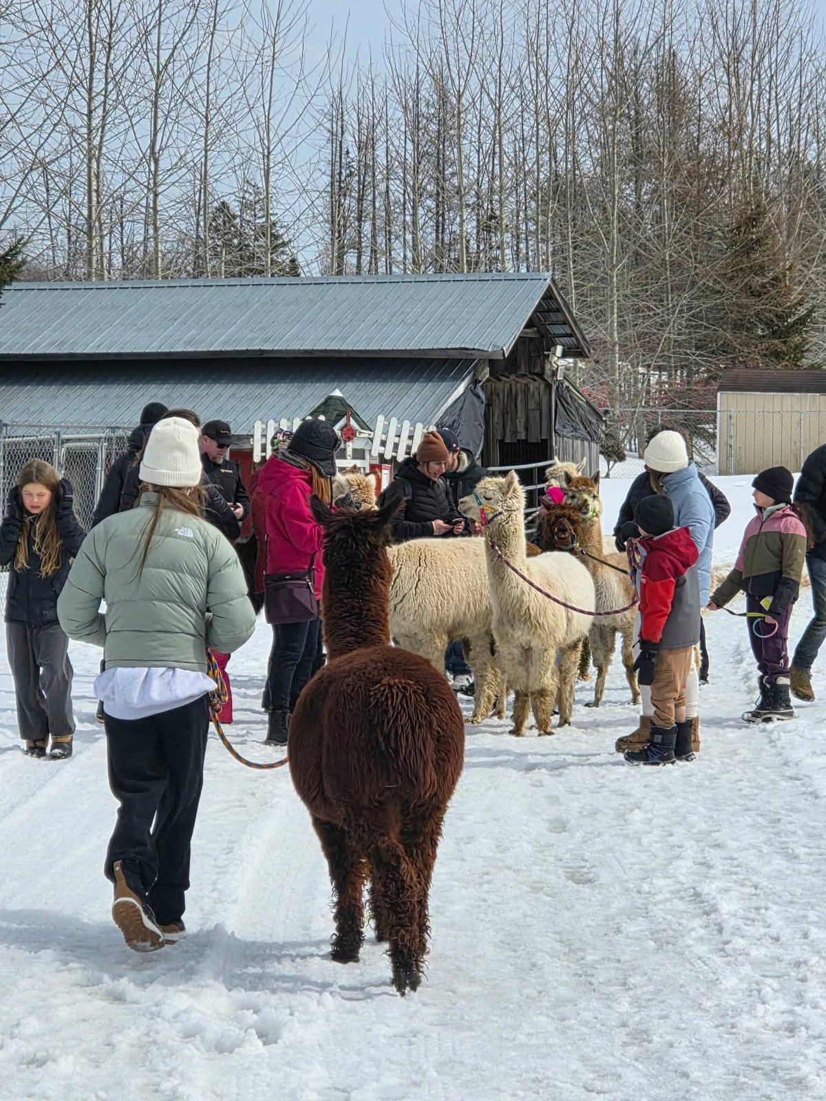 Visiteurs et alpagas au refuge en hiver