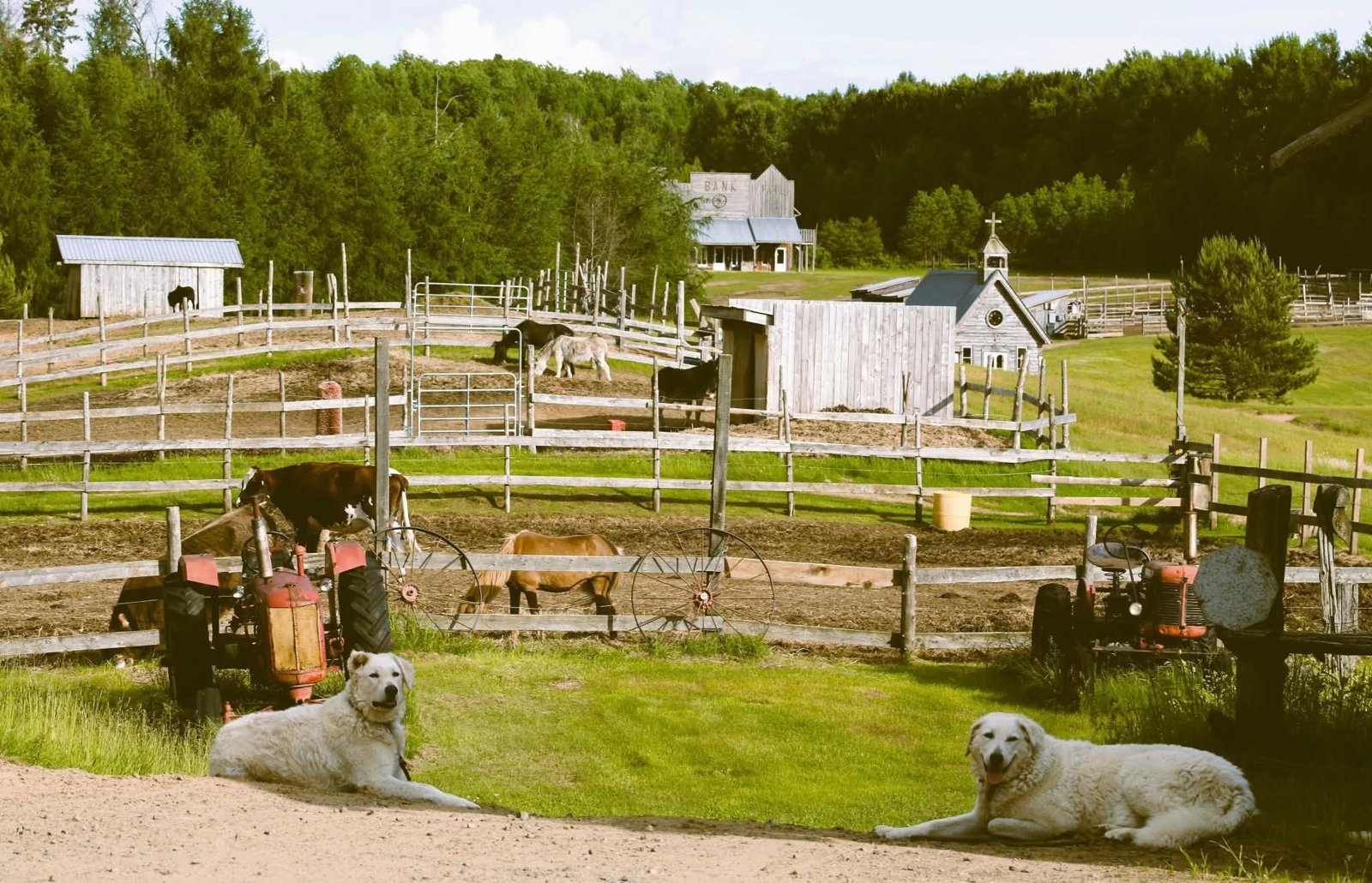 Vue du refuge : les enclos, les animaux, la banque et la petite chapelle du village western, avec deux chiens de garde au premier plan